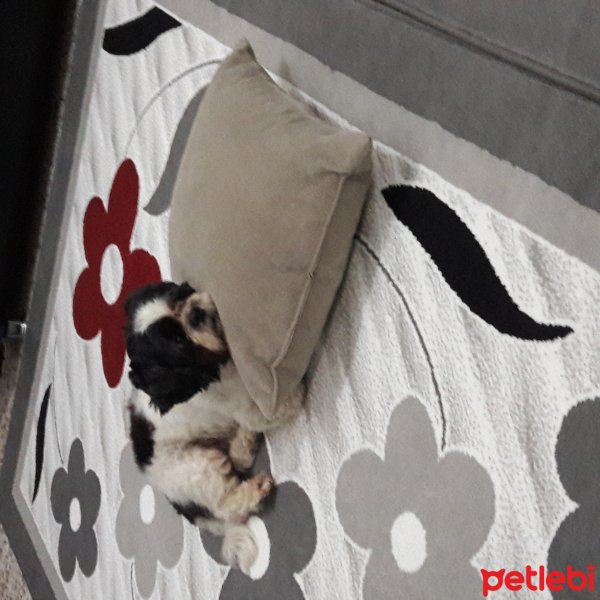 Maltese, Köpek  Mart fotoğrafı