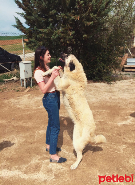 Kangal, Köpek  Kaymak fotoğrafı