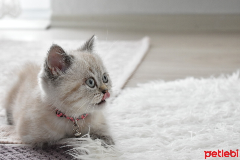 British Shorthair, Kedi  Mia fotoğrafı
