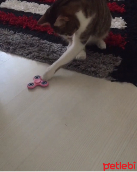 Tekir Kedi, Kedi  Peko fotoğrafı