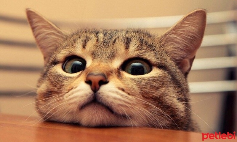 Tekir Kedi, Kedi  Müezza fotoğrafı
