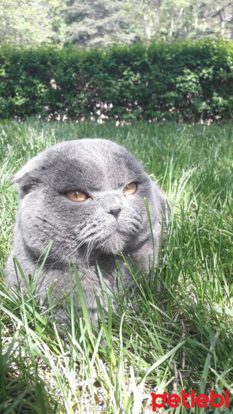 Scottish Fold, Kedi  Bahadır Gümüş fotoğrafı