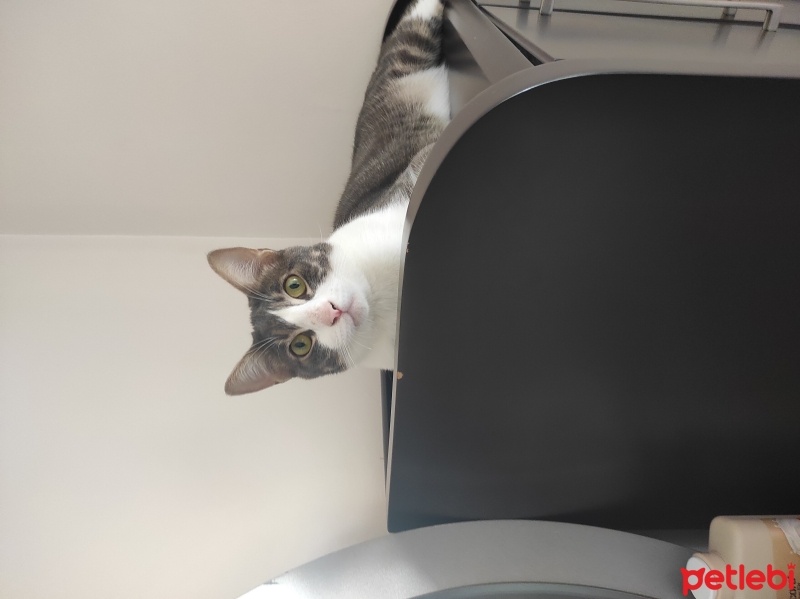 Tekir Kedi, Kedi  Duman fotoğrafı