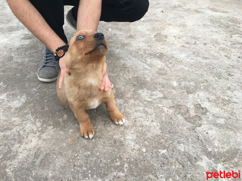 Chihuahua, Köpek  Dayı fotoğrafı