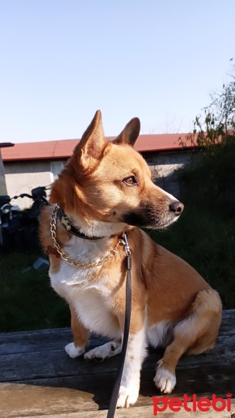 Akita İnu, Köpek  Han? fotoğrafı