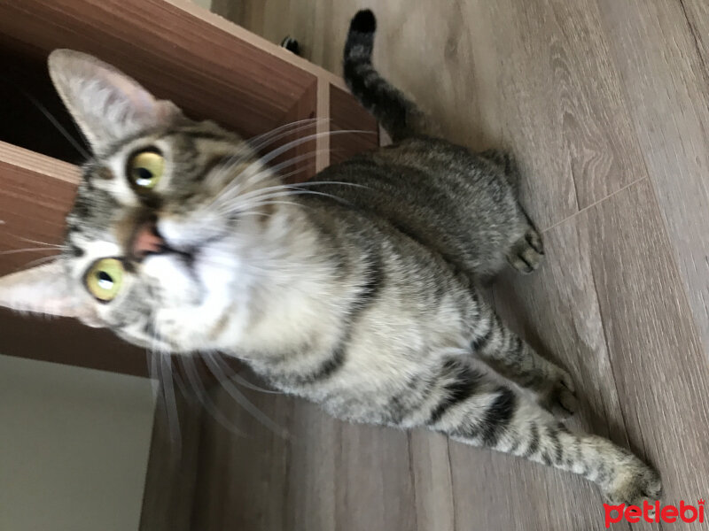 Tekir Kedi, Kedi  Sofi fotoğrafı