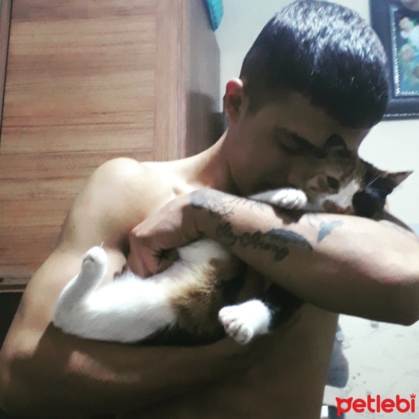 Tekir Kedi, Kedi  Karamel fotoğrafı