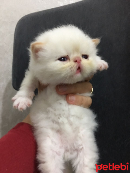 İran Kedisi (Persian), Kedi  4 minis yavru fotoğrafı