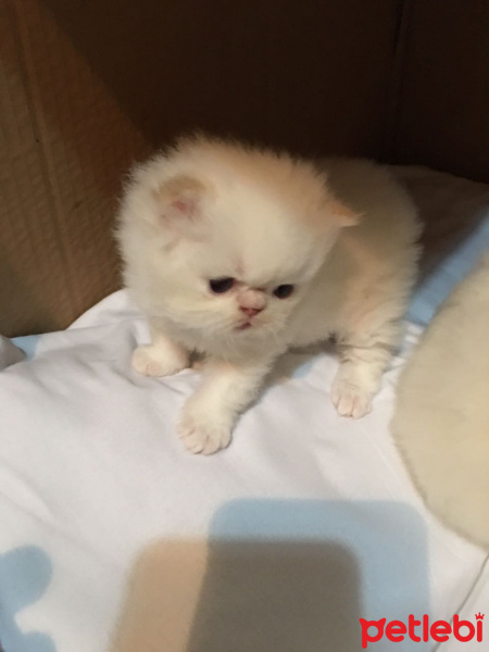 İran Kedisi (Persian), Kedi  4 minis yavru fotoğrafı