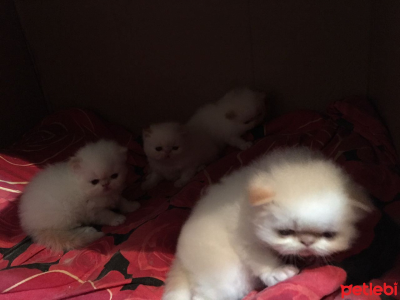 İran Kedisi (Persian), Kedi  4 minis yavru fotoğrafı