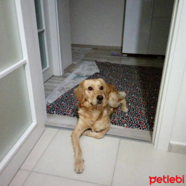 Golden Retriever, Köpek  aşk fotoğrafı