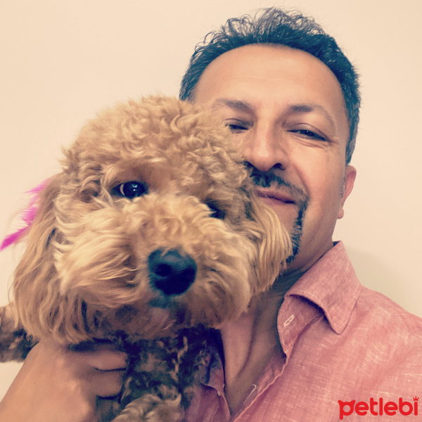 Poodle (Minyatür Kaniş), Köpek  Lena fotoğrafı