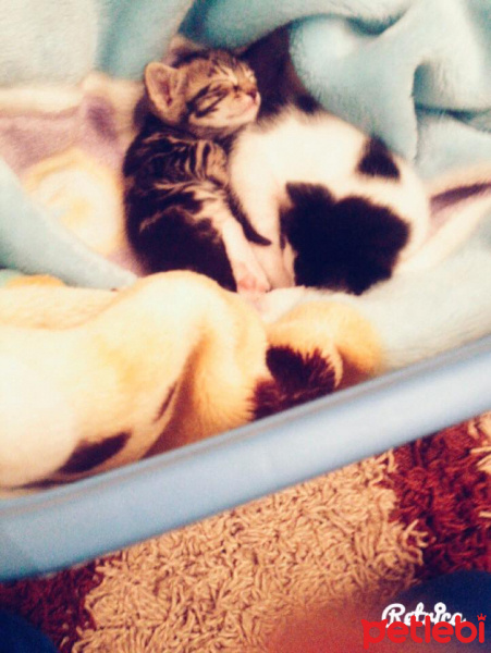 American Shorthair, Kedi  Yaramaz fotoğrafı