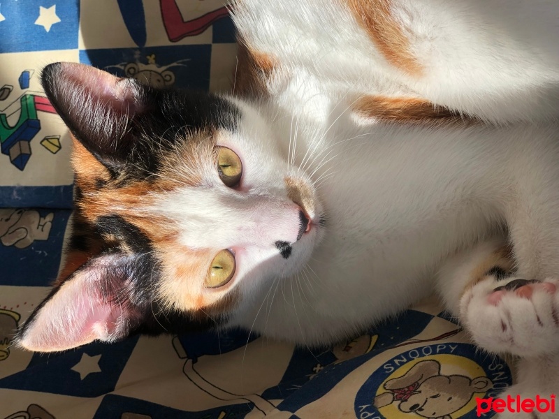 Tekir Kedi, Kedi  Maya fotoğrafı