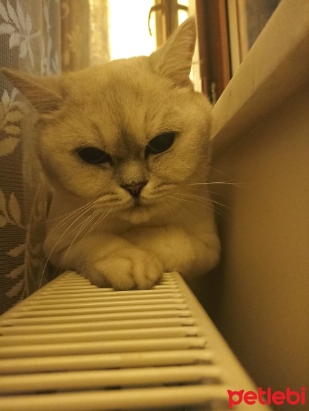 British Shorthair, Kedi  Paşa fotoğrafı