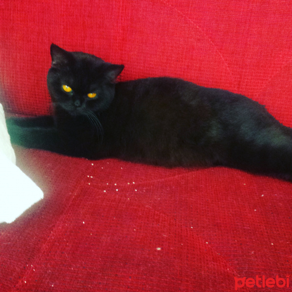 British Shorthair, Kedi  Gece fotoğrafı