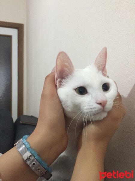 Ankara Kedisi, Kedi  Ponçik fotoğrafı