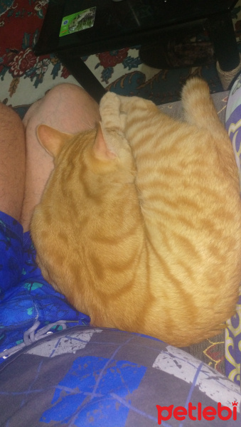 Tekir Kedi, Kedi  Leo fotoğrafı