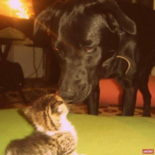 Labrador Retriever, Köpek  Dark fotoğrafı