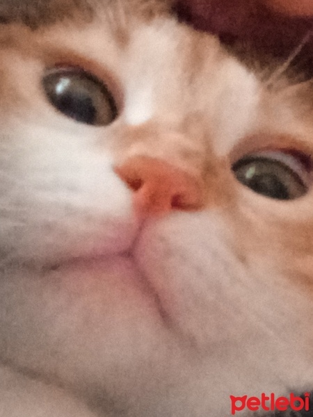 Tekir Kedi, Kedi  Mia fotoğrafı