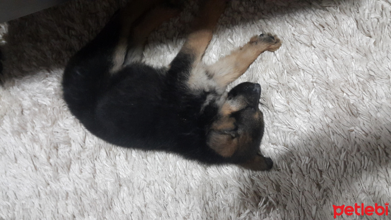 Alman Çoban Köpeği, Köpek  Arya  fotoğrafı