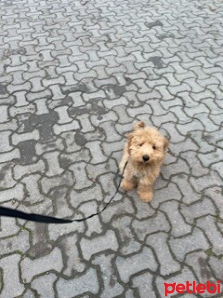 Maltese, Köpek  Rockie fotoğrafı