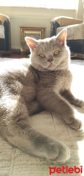 British Shorthair, Kedi  Duman fotoğrafı