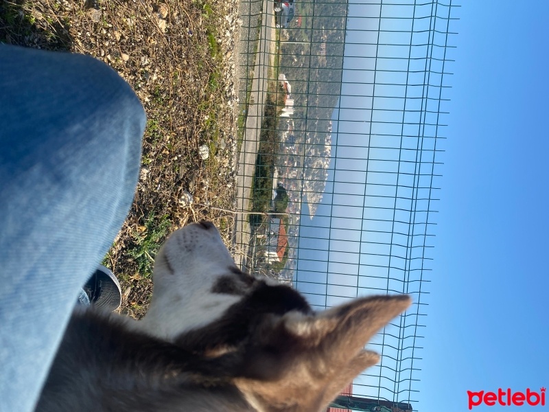 Sibirya Kurdu (Husky), Köpek  Sherlock fotoğrafı