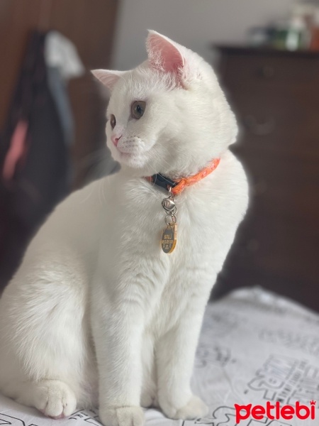 British Shorthair, Kedi  Luna fotoğrafı