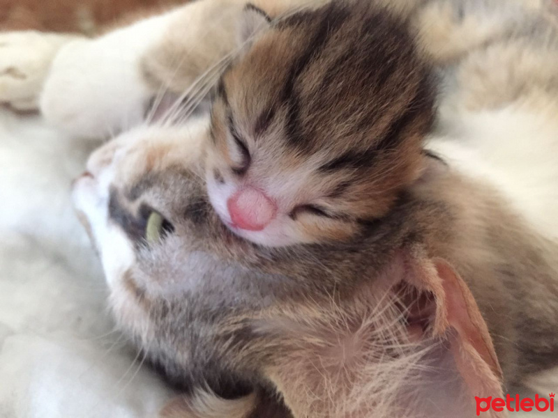 Tekir Kedi, Kedi  Betty fotoğrafı