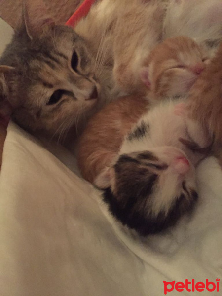 Tekir Kedi, Kedi  Betty fotoğrafı
