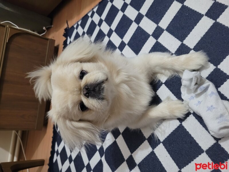 Pekingese, Köpek  Bobi fotoğrafı