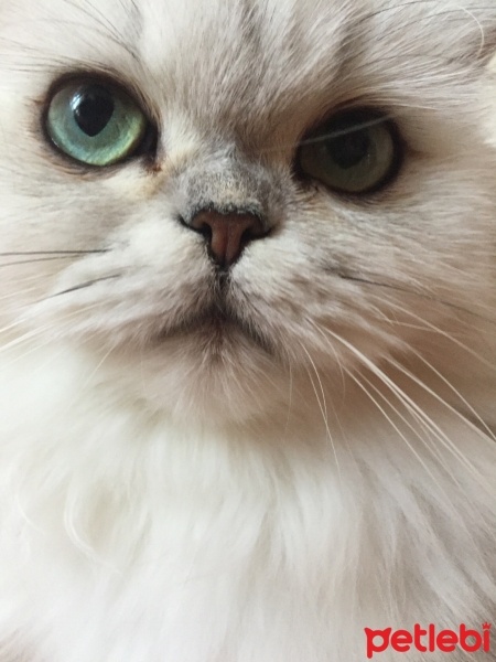 Chinchilla, Kedi  Pamuk fotoğrafı