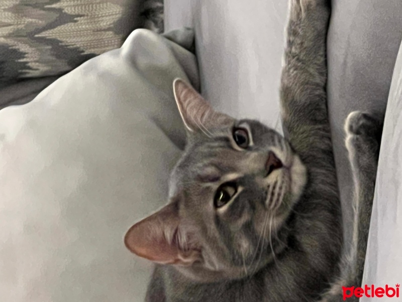 Tekir Kedi, Kedi  Gölge fotoğrafı