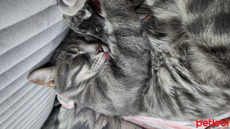 Tekir Kedi, Kedi  Gölge fotoğrafı