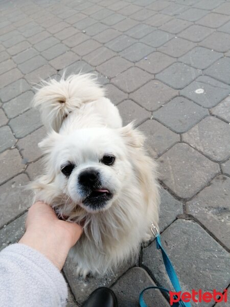 Pekingese, Köpek  Tim fotoğrafı