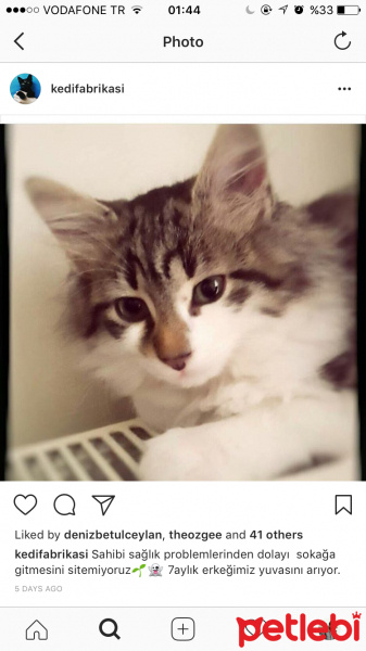 Norwegian Forest, Kedi  Puf fotoğrafı