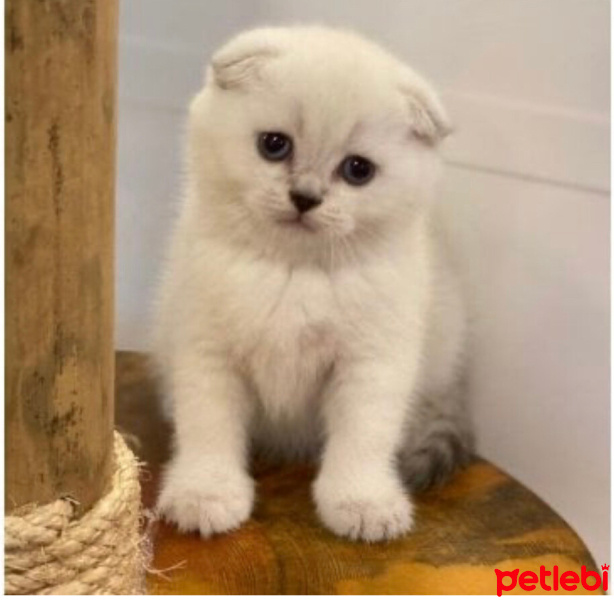 Scottish Fold, Kedi  Scottish fold 2.buçuk aylık fotoğrafı