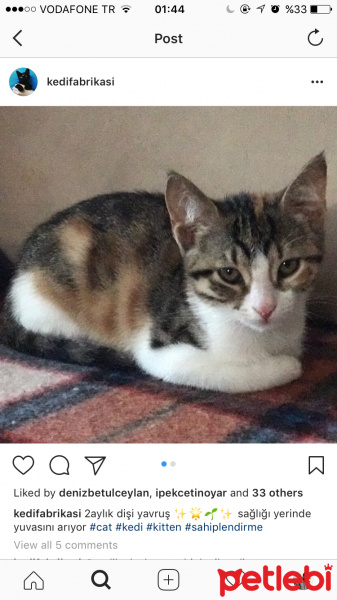 Tekir Kedi, Kedi  Fahriye  fotoğrafı