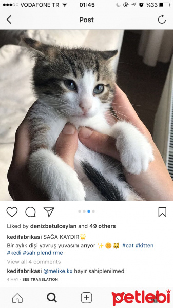 Tekir Kedi, Kedi  Elif fotoğrafı