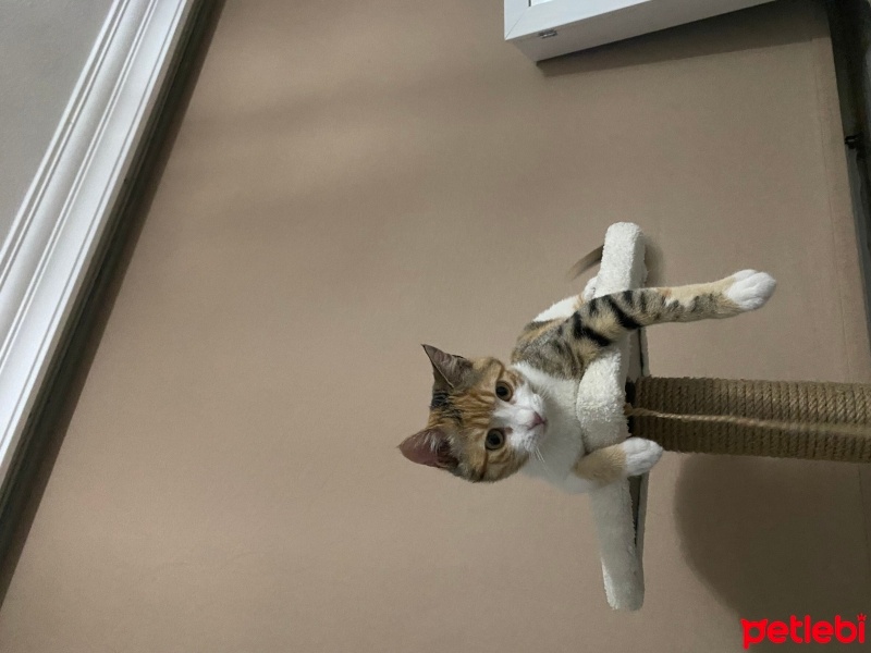 Tekir Kedi, Kedi  Şila fotoğrafı