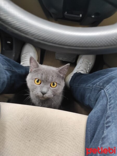 British Shorthair, Kedi  Laki fotoğrafı