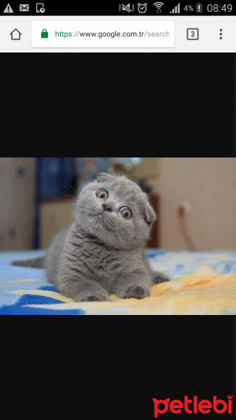Scottish Fold, Kedi  ... fotoğrafı