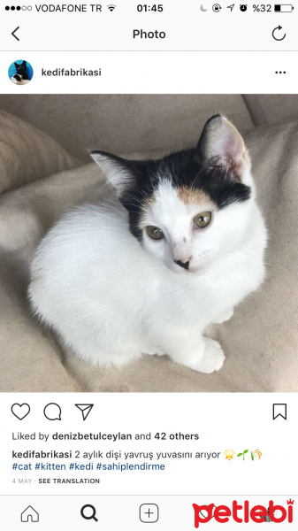 Tekir Kedi, Kedi  Karabaş fotoğrafı