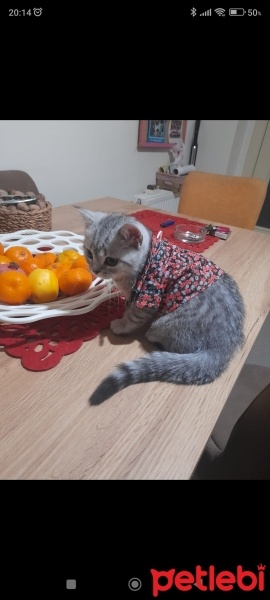 British Shorthair, Kedi  Duman fotoğrafı