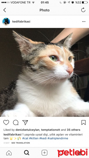 Tekir Kedi, Kedi  Mask fotoğrafı