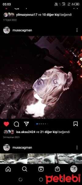 Cane Corso Italiano, Köpek  Zeyna fotoğrafı