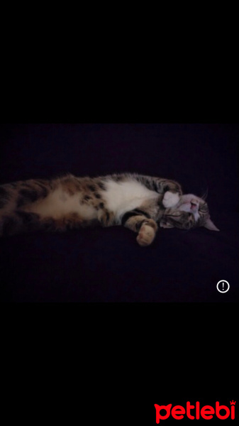 Tekir Kedi, Kedi  Dobby fotoğrafı