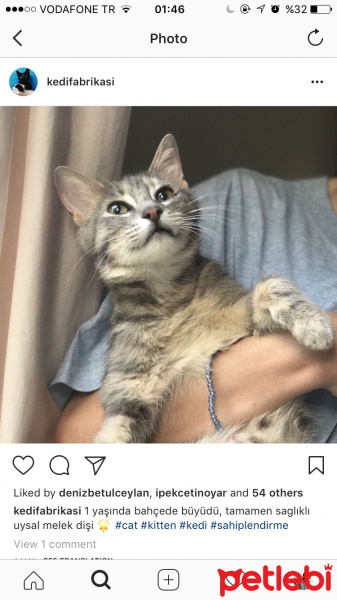 Tekir Kedi, Kedi  Melek fotoğrafı