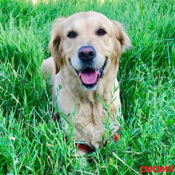 Golden Retriever, Köpek  PARİS fotoğrafı